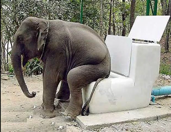 elephant_taking_a_dump_by_SpirittheWolf.