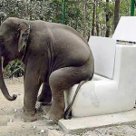 elephant taking a dump